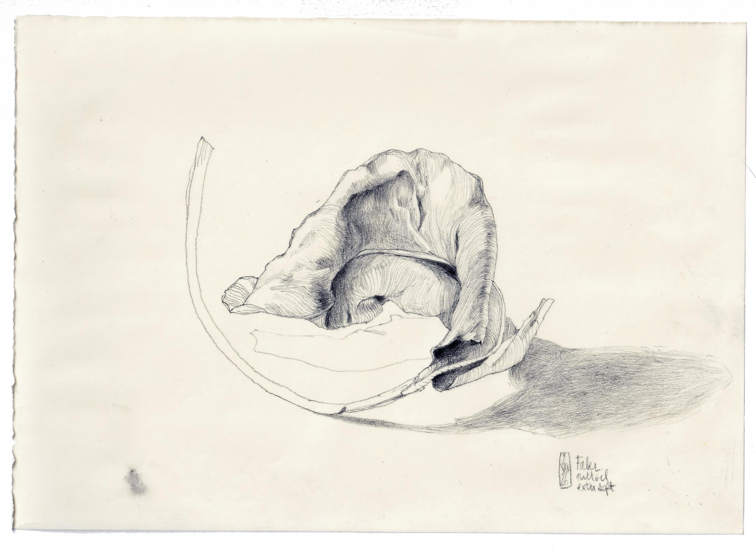 Monstera leaf